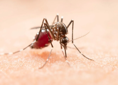 Brasil tem mais de 500 mil casos de dengue registrados